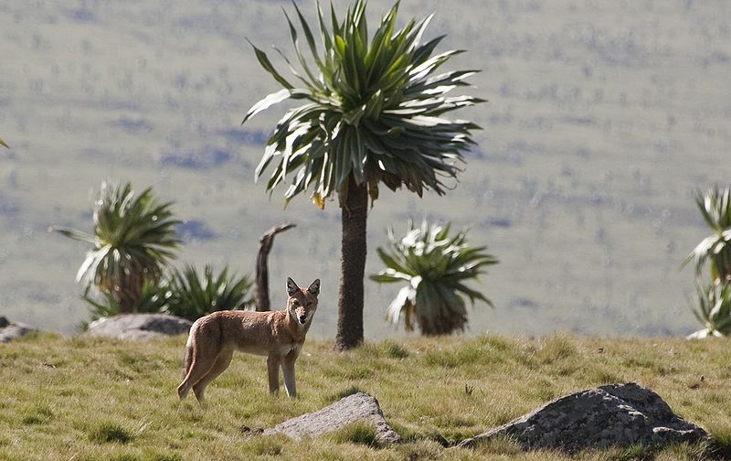 Canis simensis Ethiopia