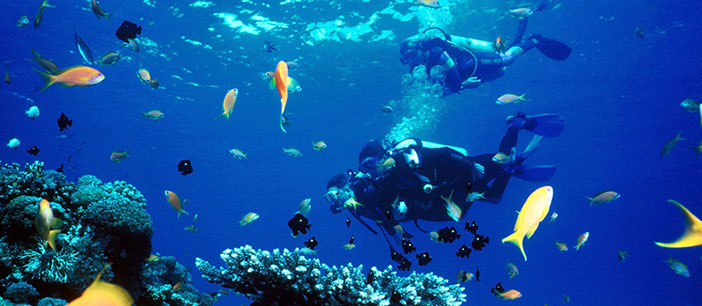 maldives diving
