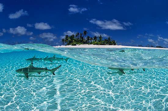 sharks maldives