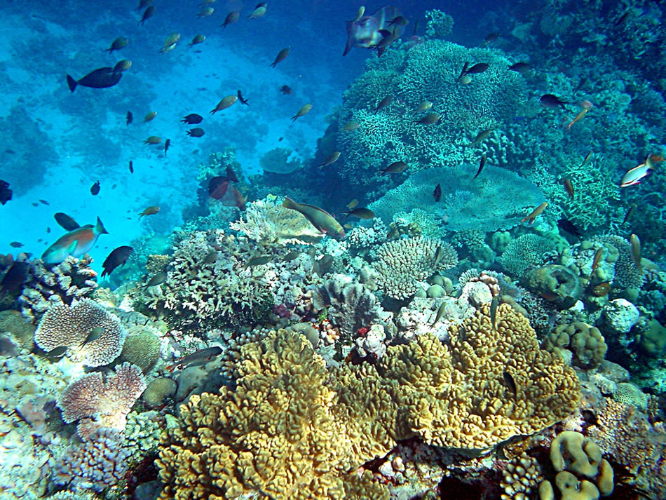 Coral reefs papua new guinea