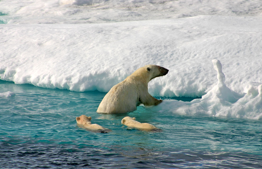 polar bears svalbard