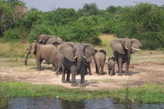 elephants Uganda