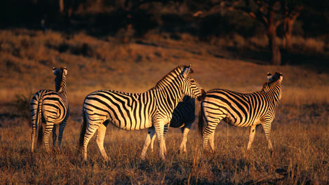 zebras safari zimbabwe