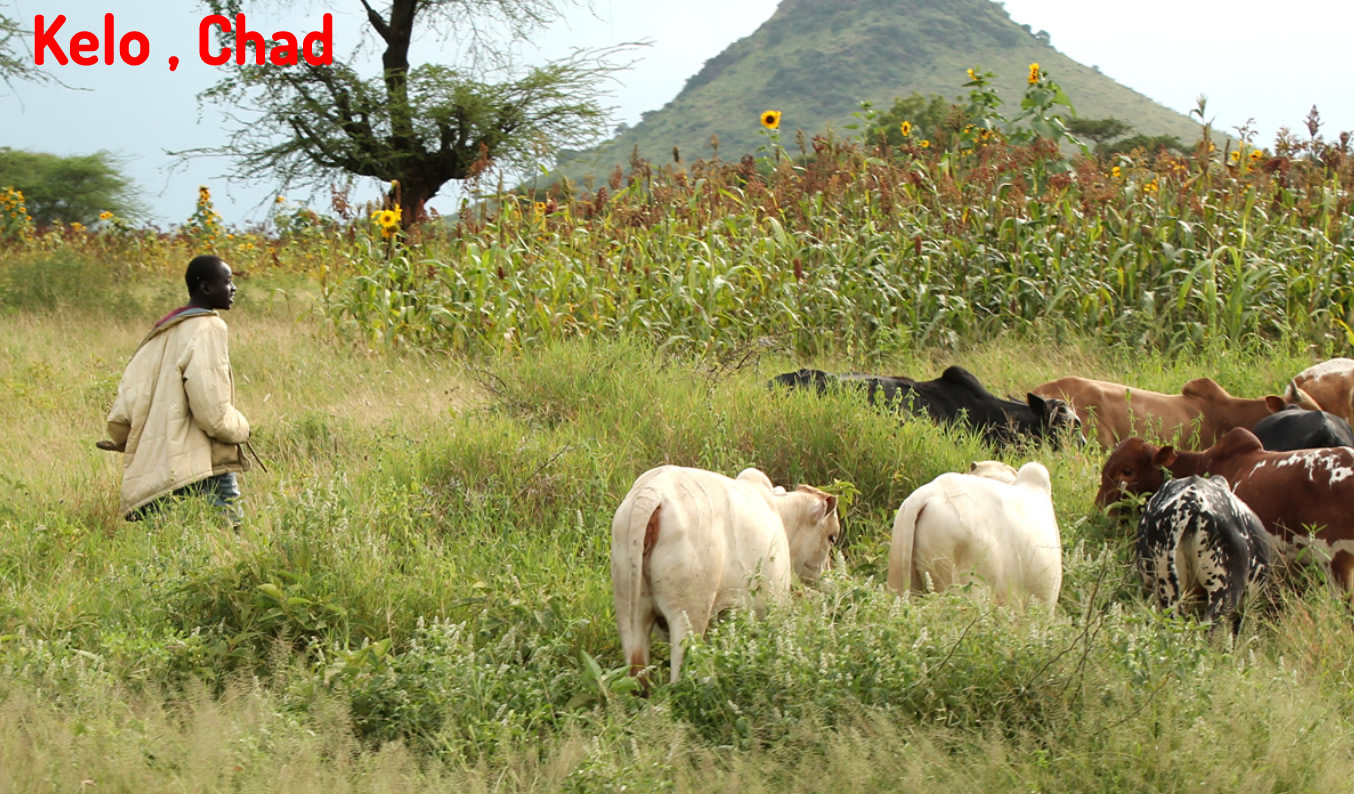 Kelo chad