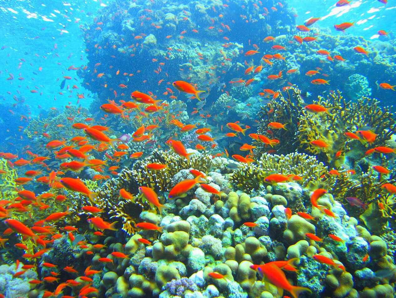 coral reef ras muhammad egypt