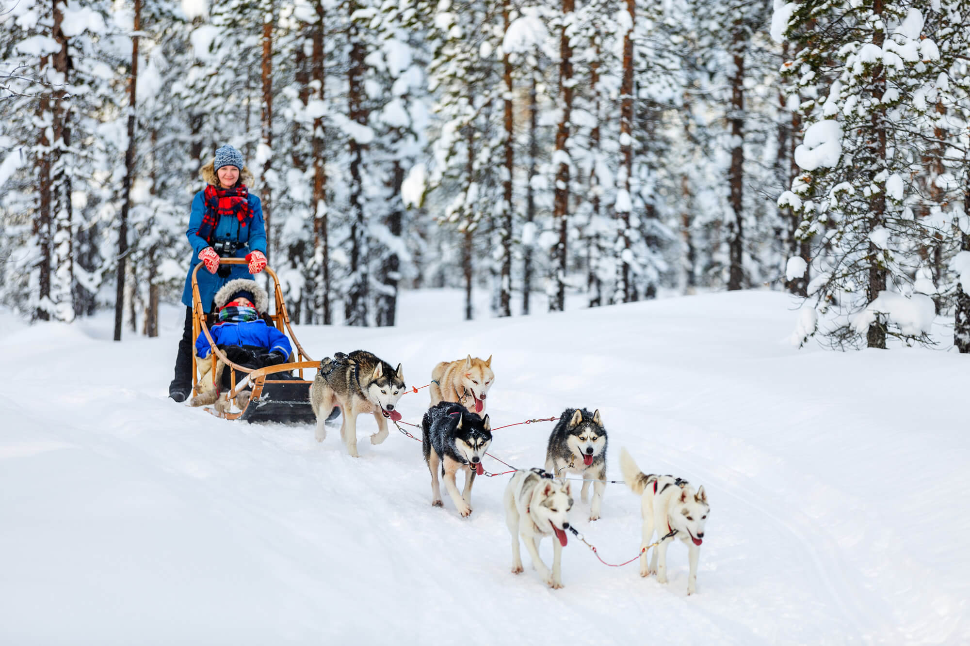 Husky dogs in Lapland Finland