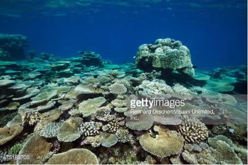 table corals on reef thaa atoll maldives