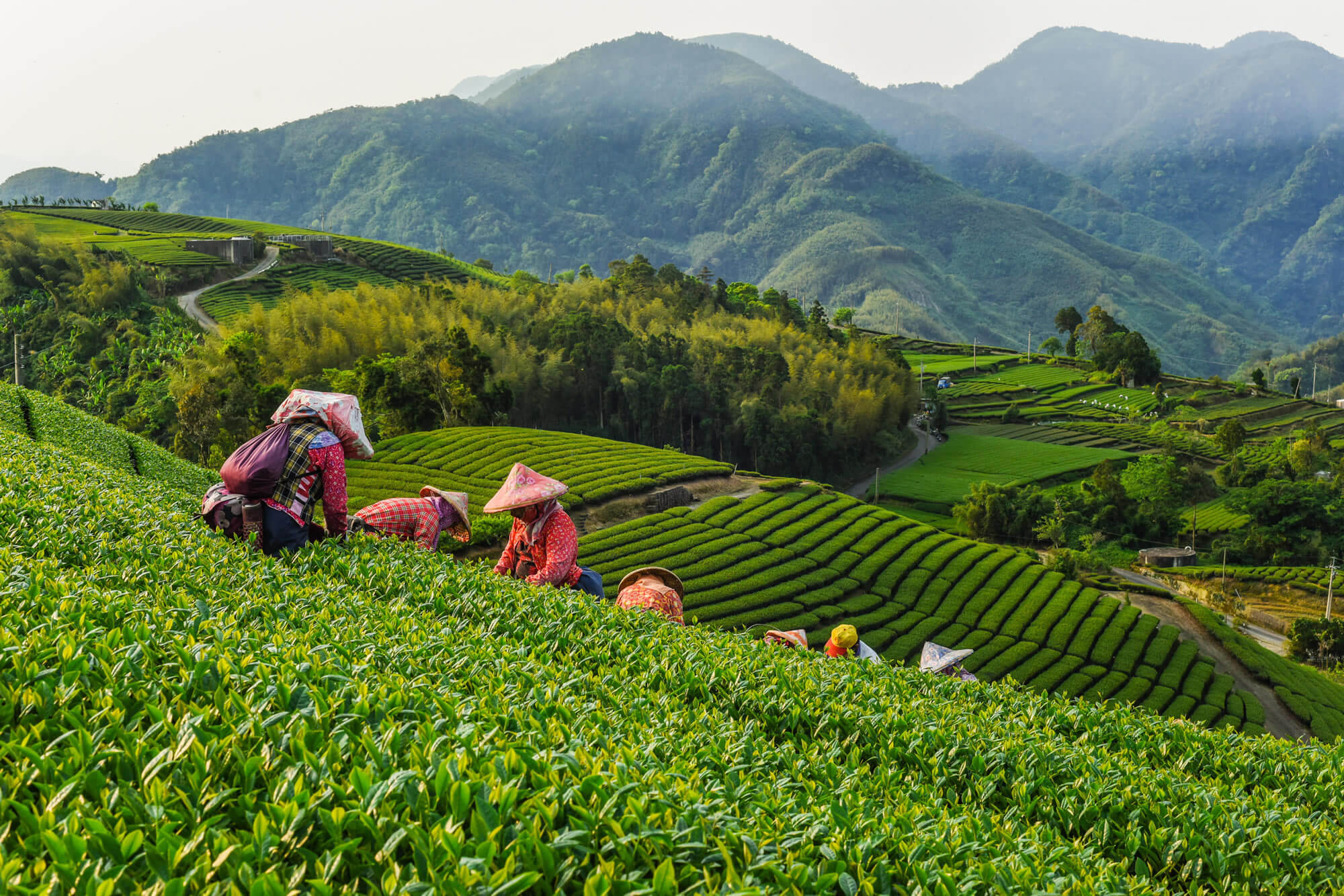 Oolong Tea garden, Taiwan