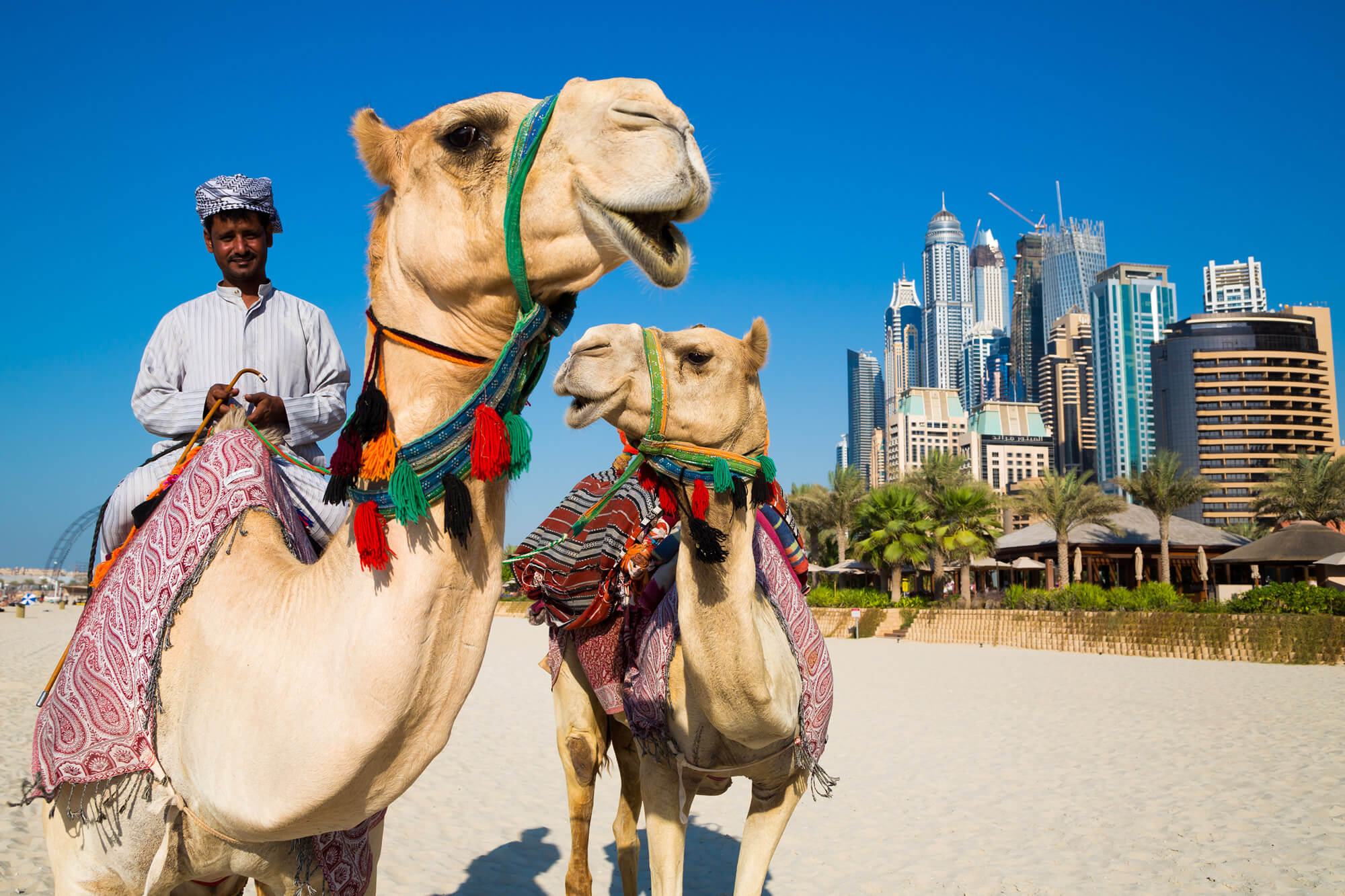 Camels and Dubai Skyscrapers, UAE