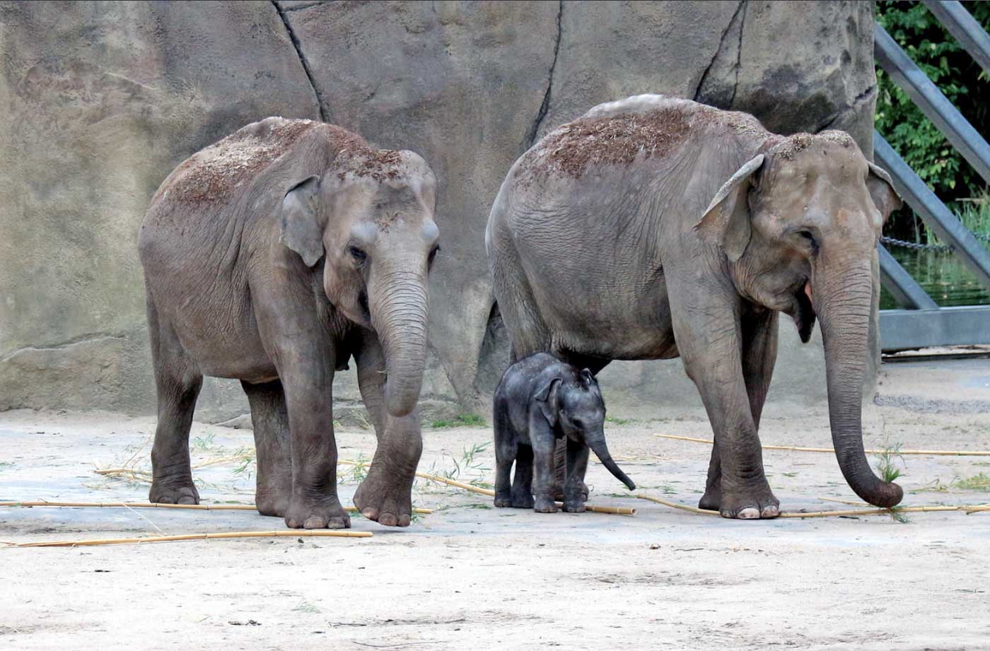 Cologne Zoo - Asian Elephants