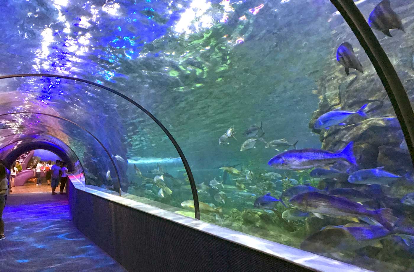 Aqua Vega Aquarium
